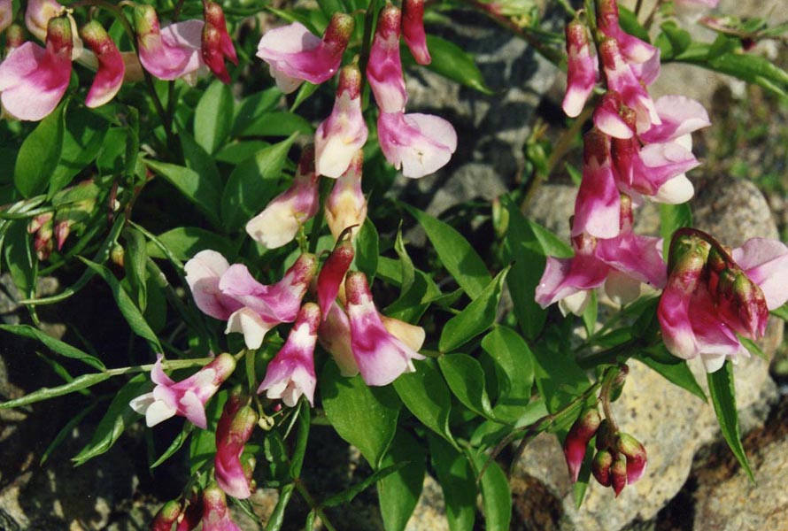 Lathyrus vernus en fleurs dans les sous-bois clairs des forêts caducifoliées